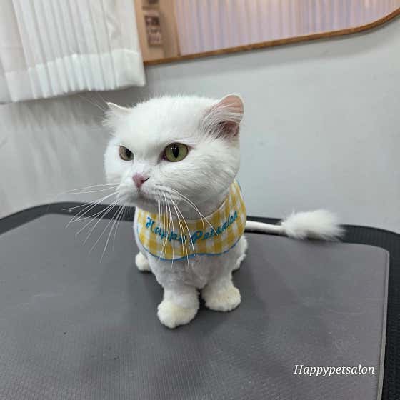 인천 서구 고양이 강아지 미용 행복한펫살롱 대표이미지