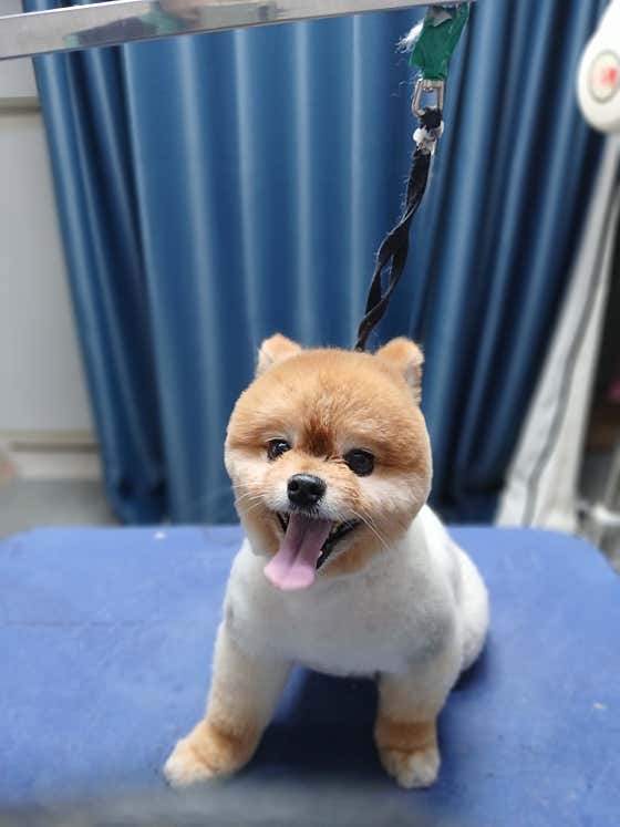 개냥아치 대표이미지