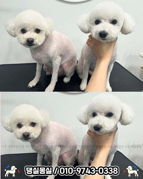 시흥애견미용 댕실몽실 반려견미용실 · 네이버 지도·플레이스 3