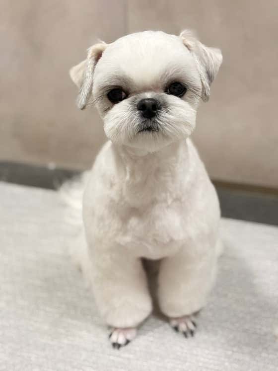 까까독아산애견미용아산애견호텔 · 네이버 지도·플레이스 10