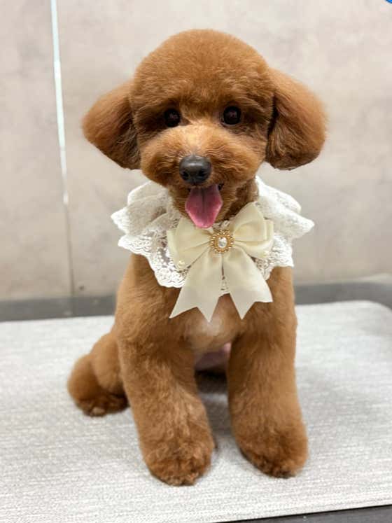 까까독아산애견미용아산애견호텔 · 네이버 지도·플레이스 9