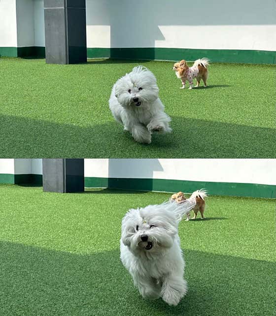 부끄네 개린이집 애견유치원 · 네이버 지도·플레이스 5