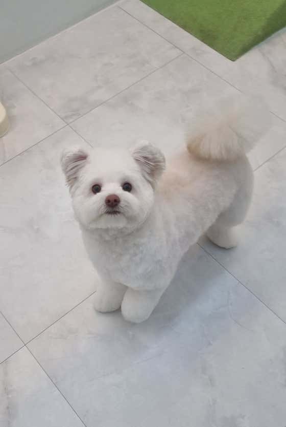 덕개 대표이미지