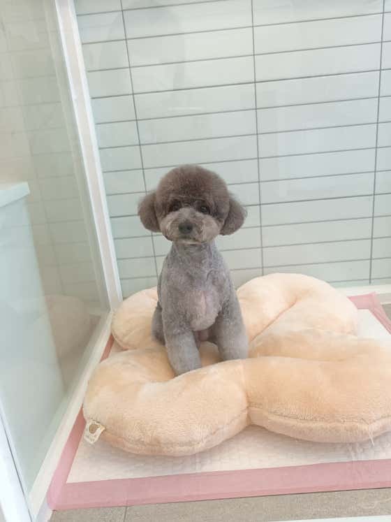 몽글펫 대표이미지