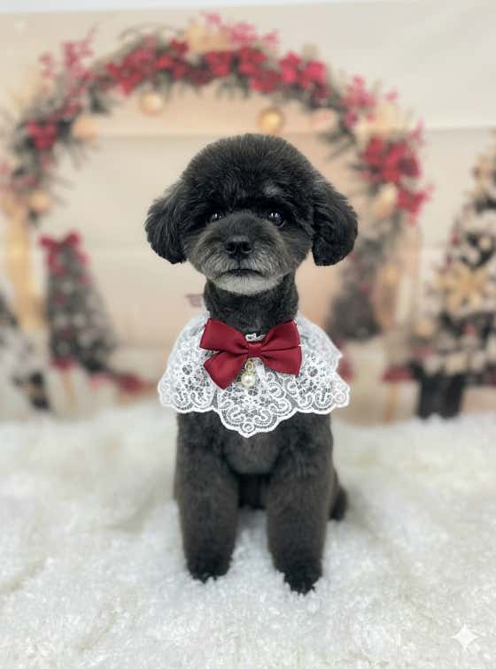 강아지풀 · 네이버 지도·플레이스 3