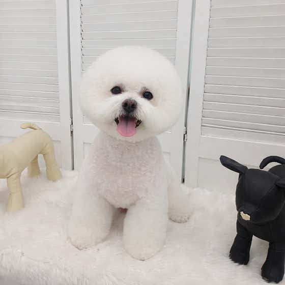 꿈꾸는강아지 · 네이버 지도·플레이스 2