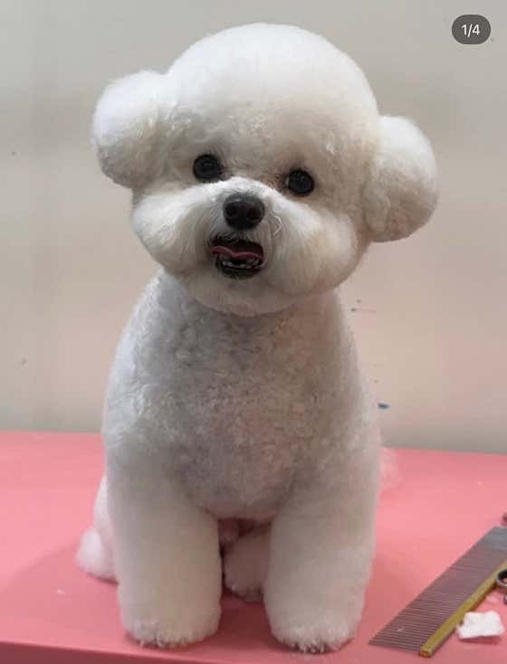 슈블리펫살롱 · 네이버 지도·플레이스 3