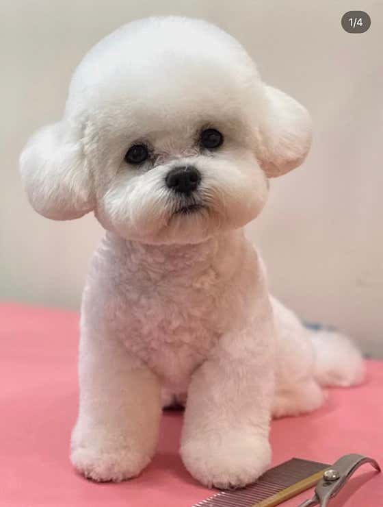 슈블리펫살롱