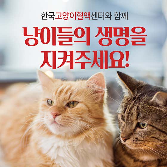 한국고양이혈액센터 대표이미지