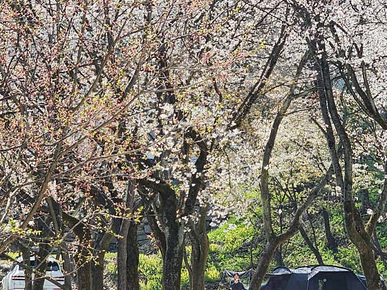 딥포레스트캠핑장 대표이미지