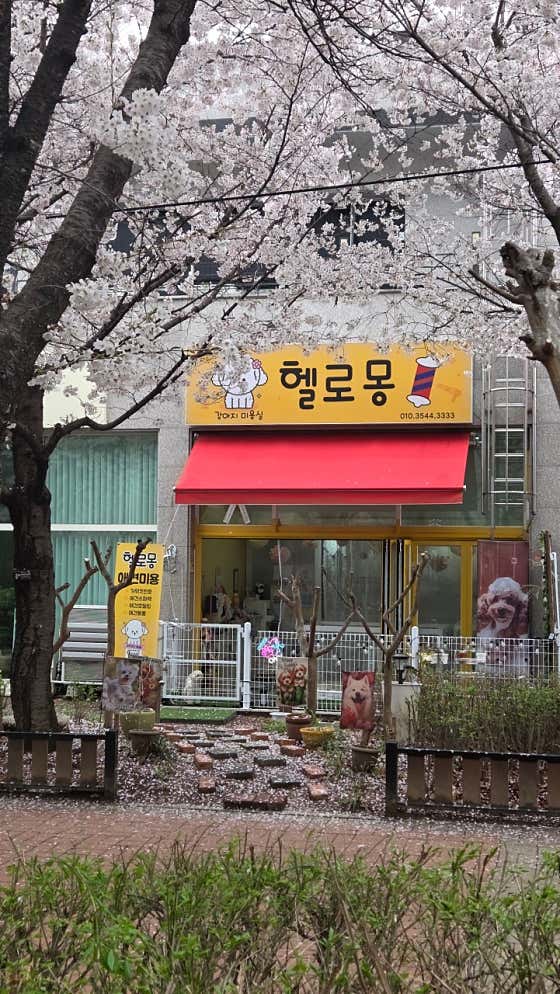 헬로몽 애견미용실 애견호텔