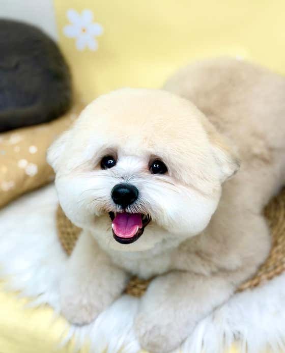 우드네 애견미용실 · 네이버 지도·플레이스 2