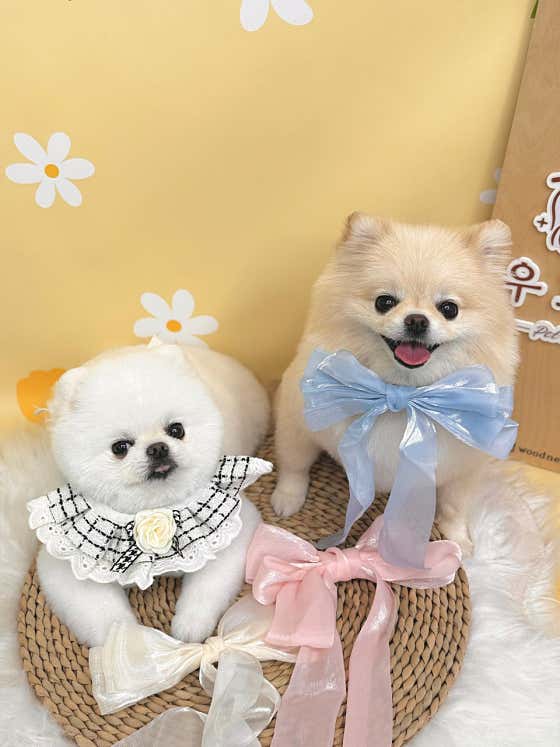 우드네 애견미용실 · 네이버 지도·플레이스 8