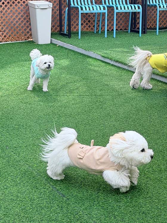 멍토피아 유치원 · 네이버 지도·플레이스 9