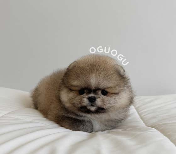 광주강아지분양 오구오구 광주본점 · 네이버 지도·플레이스 6