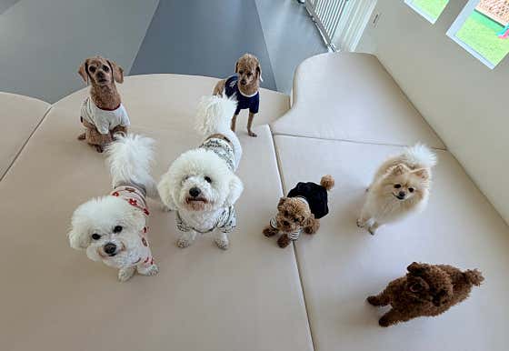 포근 애견유치원 · 네이버 지도·플레이스 10