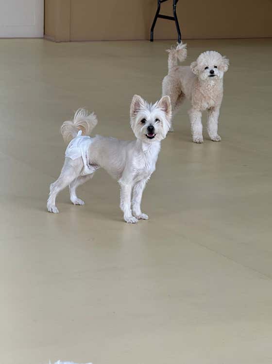 댕놀이터 애견유치원&애견호텔 · 네이버 지도·플레이스 4
