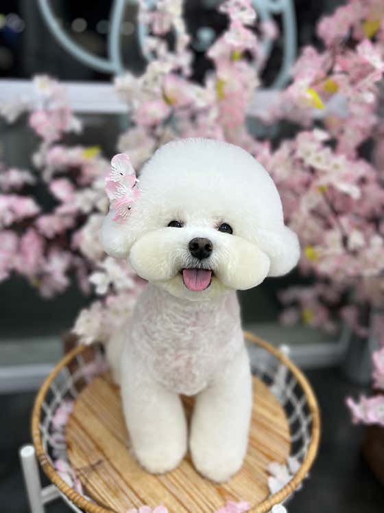 마미펫 · 네이버 지도·플레이스 3