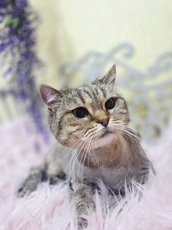 블링블링펫