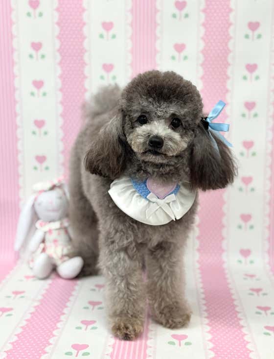 몽글하개 애견미용실&애견호텔 · 네이버 지도·플레이스 4