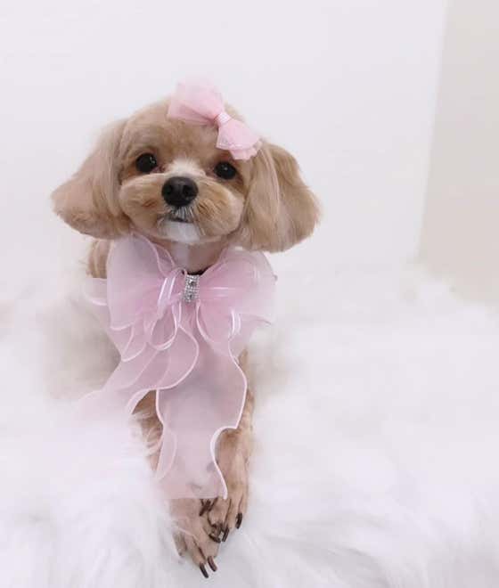 털찐댕댕이 · 네이버 지도·플레이스 2