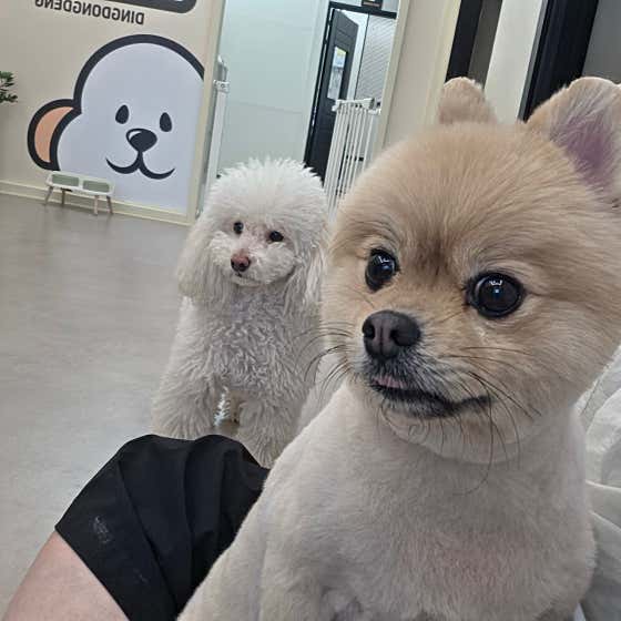 딩동댕펫살롱 · 네이버 지도·플레이스 3