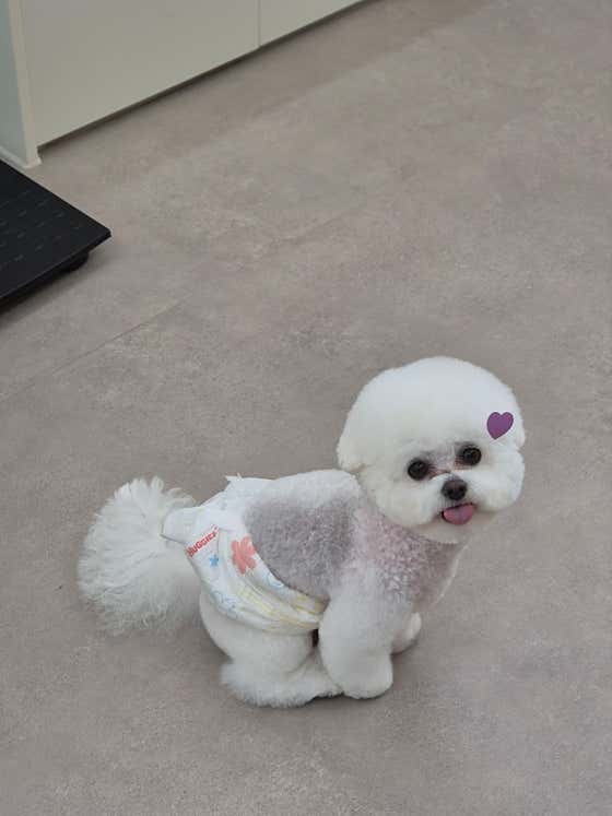 딩동댕펫살롱 · 네이버 지도·플레이스 7
