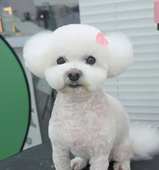 제이미앤독 · 네이버 지도·플레이스 5