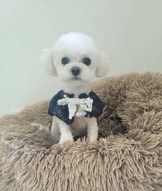 오도Dog펫살롱 · 네이버 지도·플레이스 5
