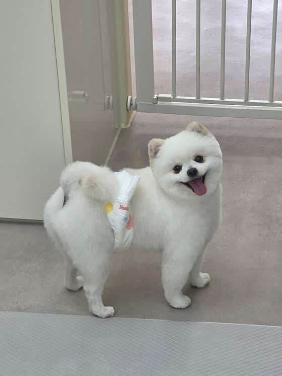 딩동댕펫살롱 · 네이버 지도·플레이스 6