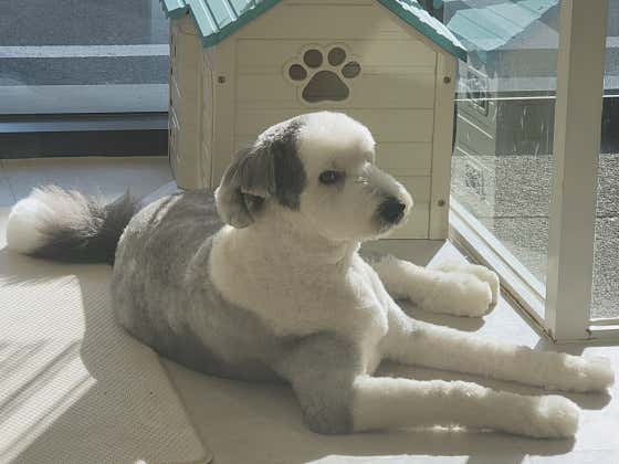오도Dog펫살롱 · 네이버 지도·플레이스 3