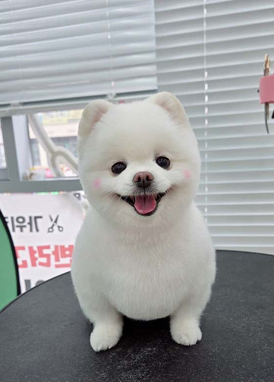 제이미앤독 · 네이버 지도·플레이스 6