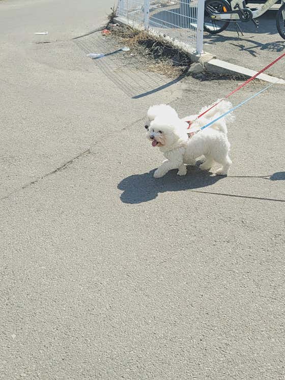 오도Dog펫살롱 · 네이버 지도·플레이스 2