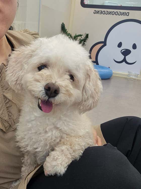 딩동댕펫살롱 · 네이버 지도·플레이스 9