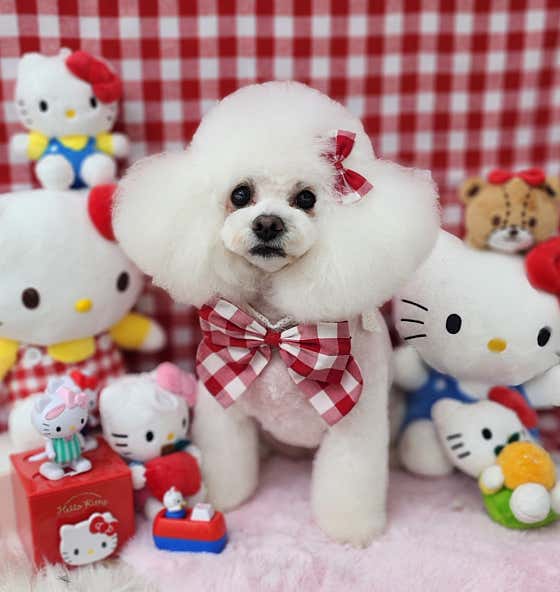 바나고펫 · 네이버 지도·플레이스 5