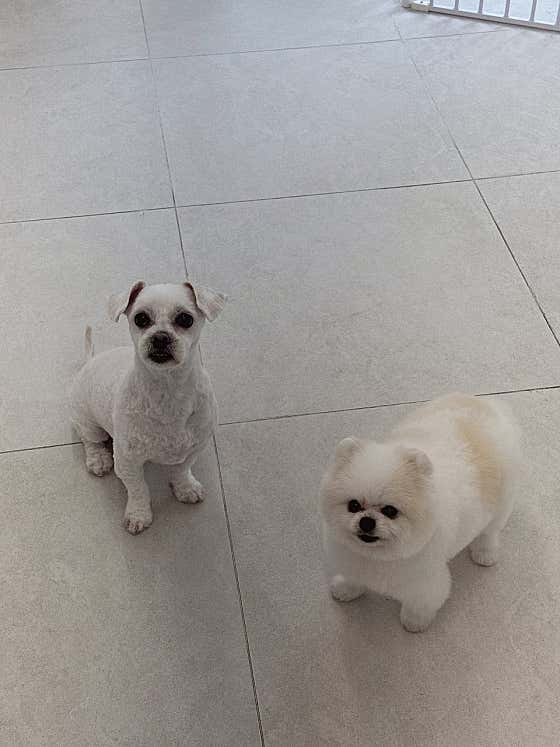 몽몽펫살롱 · 네이버 지도·플레이스 7