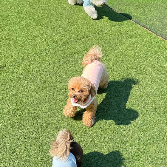 뛰뛰 강아지 유치원 · 네이버 지도·플레이스 5