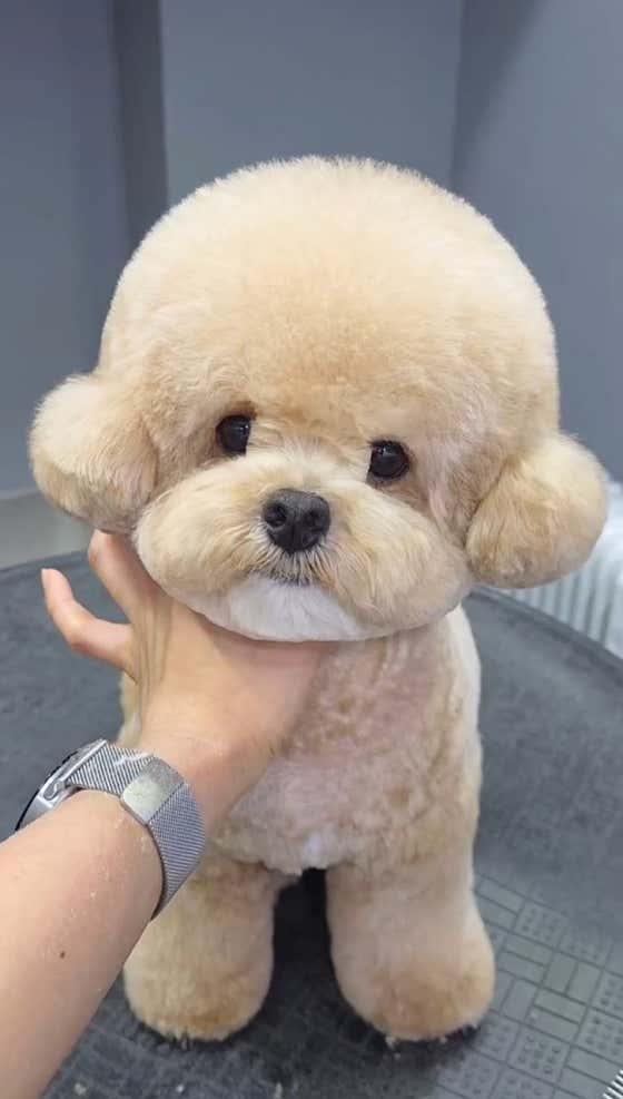 트리밍매직 대표이미지