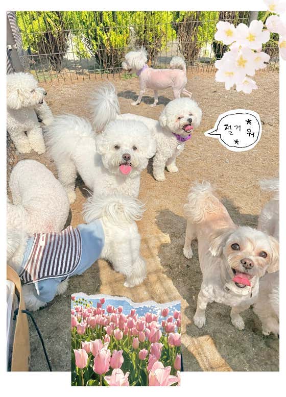 개온 애견놀이방&애견호텔 · 네이버 지도·플레이스 2