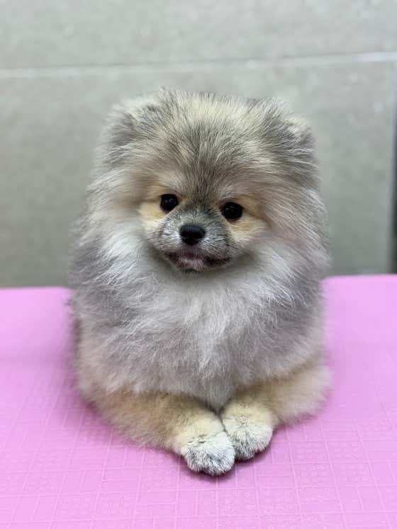 몽레브애견미용실 · 네이버 지도·플레이스 3