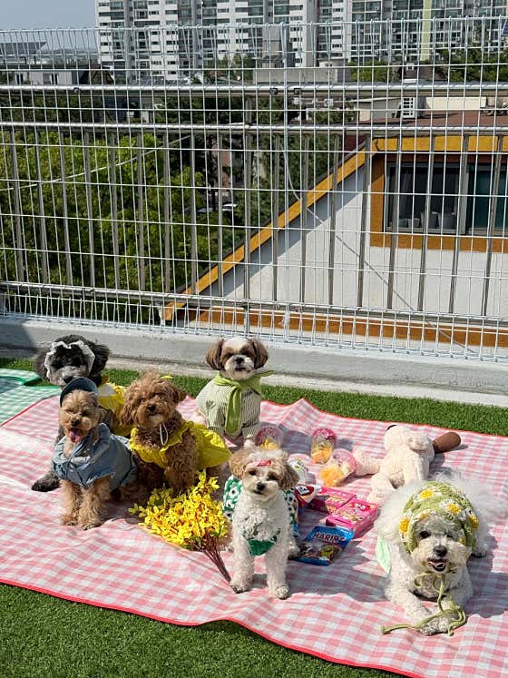 보들보들 소수정예 애견유치원.호텔