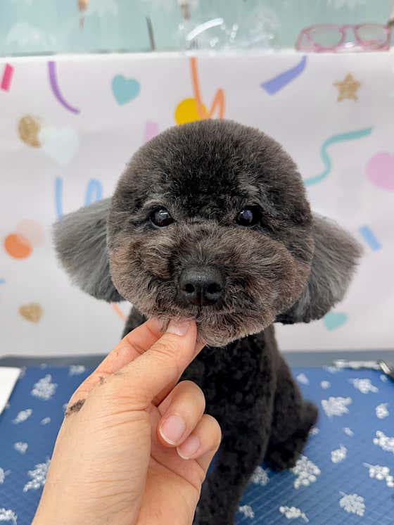 대명동강아지 · 네이버 지도·플레이스 6