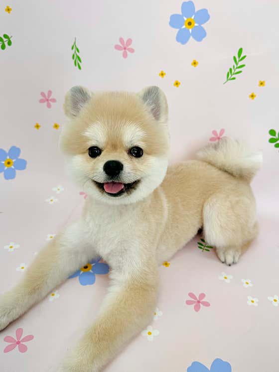 대명동강아지 · 네이버 지도·플레이스 5