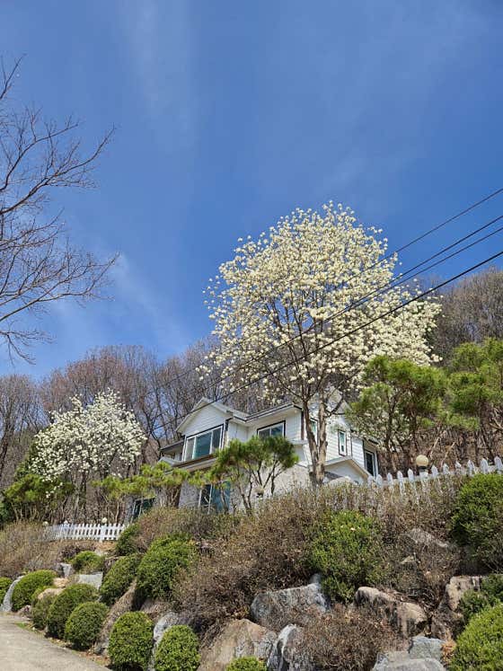 산수향 대표이미지