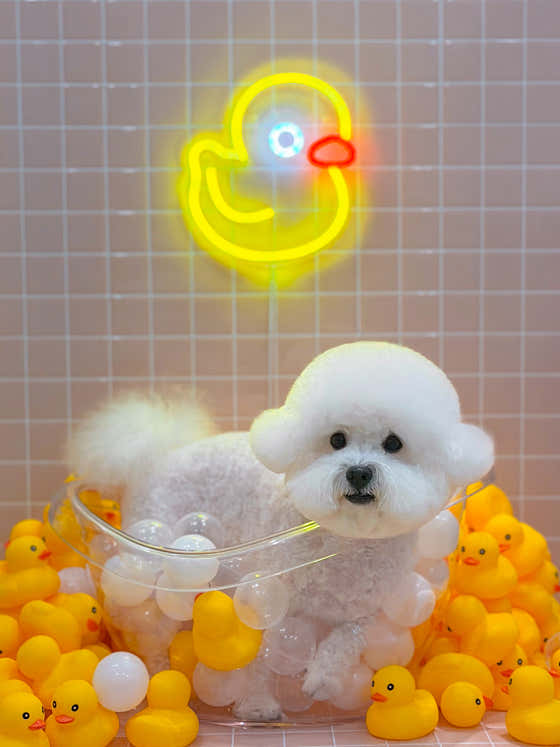 위풍댕댕 · 네이버 지도·플레이스 5