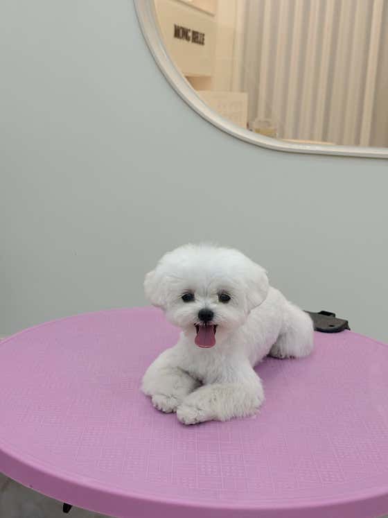 몽벨르 다산애견미용실 · 네이버 지도·플레이스 7