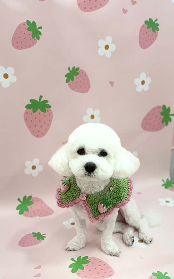 다올펫애견미용실 · 네이버 지도·플레이스 2