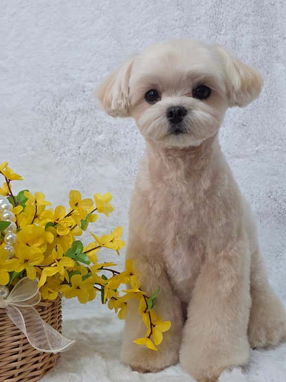 꽃단장 펫 살롱 · 네이버 지도·플레이스 5