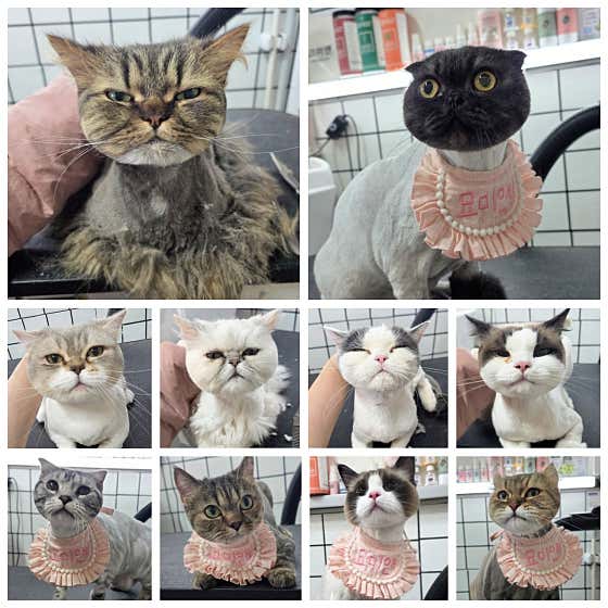 미사 고양이 미용 호텔 묘미앤 · 네이버 지도·플레이스 3
