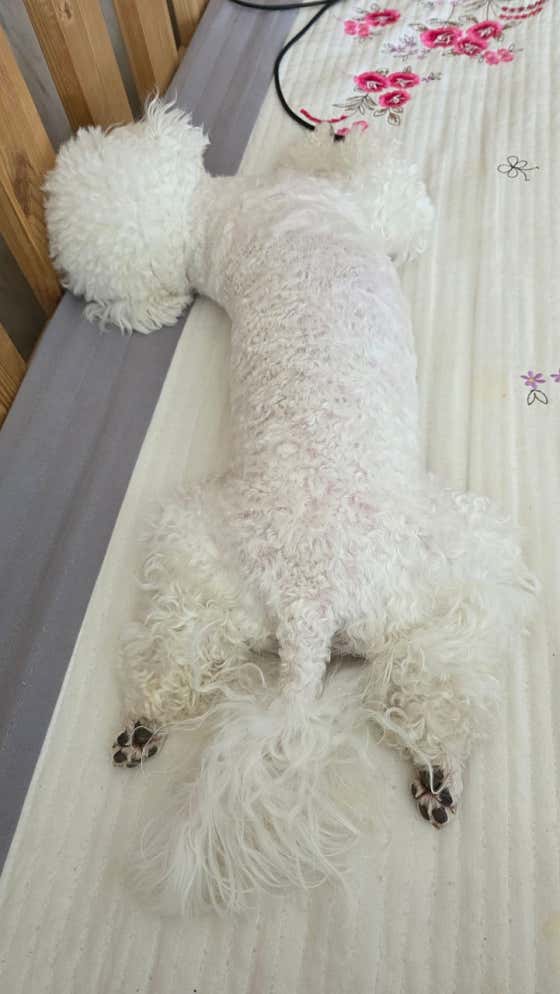 논산팻시터서비스